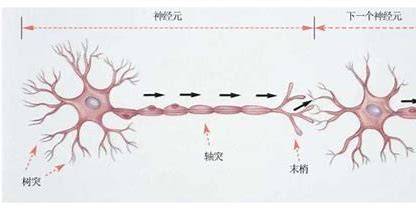 深入了解神经网络：构建人工智能的基石